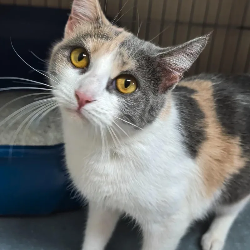 An adult medium-sized female Dilute Calico Domestic Short Hair cat named Blessing for adoption in West Jefferson, OH