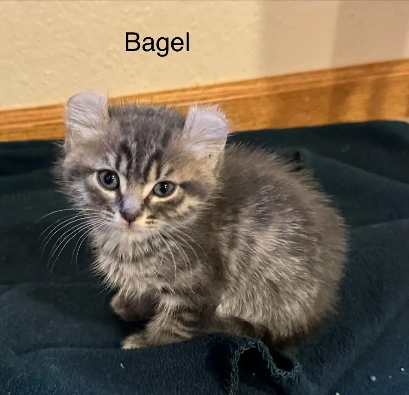 A young small-sized male Gray / Blue / Silver Domestic Short Hair cat named Bagel for adoption in Fort Collins, CO