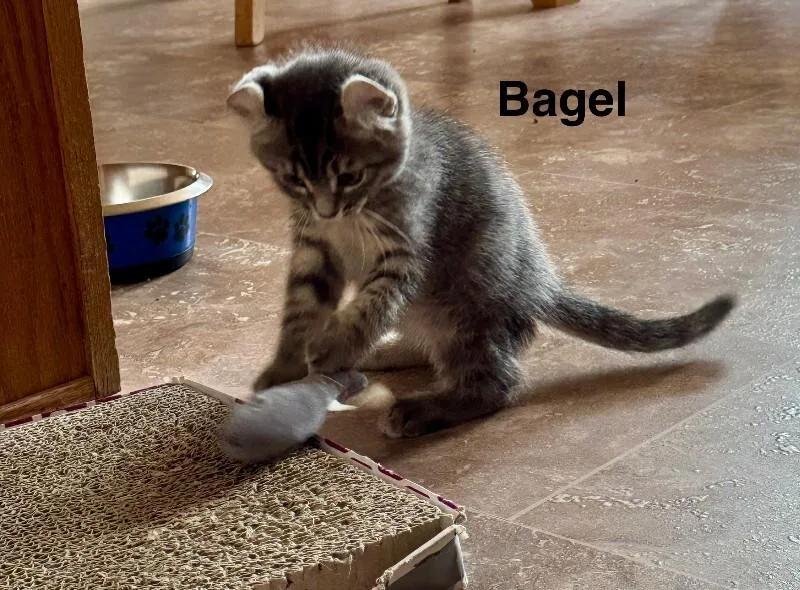 Bagel thumbnail 2