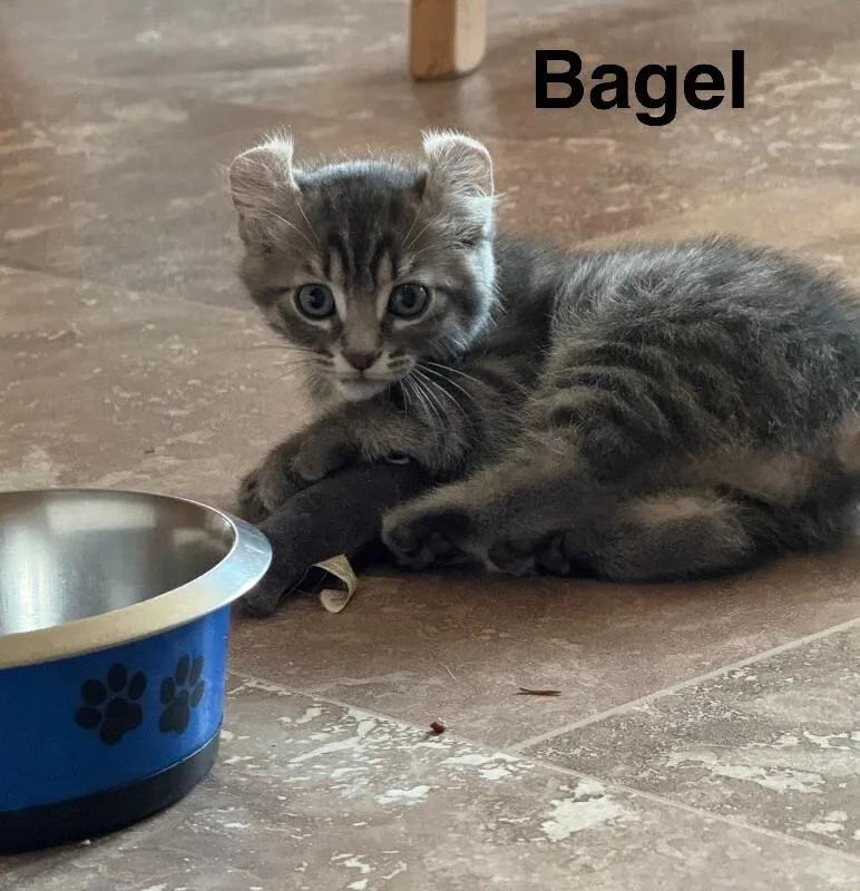 Bagel thumbnail 3