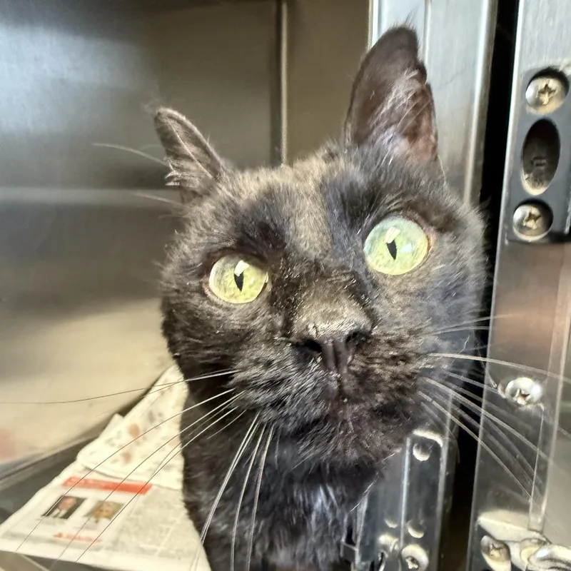 A senior small-sized female Domestic Short Hair cat named Black Beauty for adoption in Manchester, NH