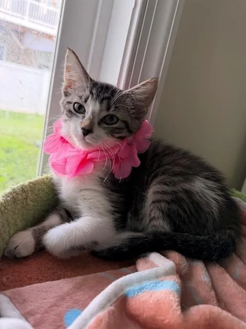 A baby small-sized female Domestic Short Hair cat named Amber for adoption in Upper Marlboro, MD