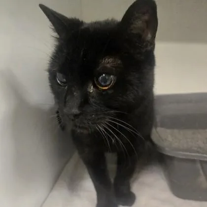 A young medium-sized female Black Domestic Short Hair cat named Sonya for adoption in Phoenixville, PA