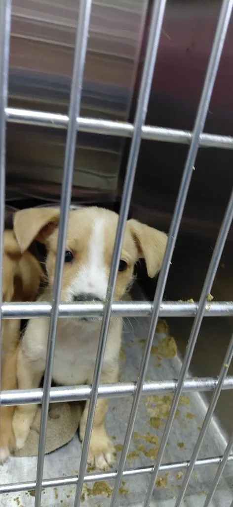 A baby small-sized male Mixed Breed dog named Mambo for adoption in Henderson, NC