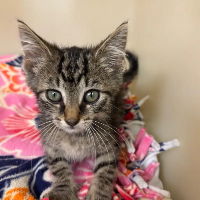 A baby small-sized male Brown / Chocolate Domestic Short Hair cat named Rocko for adoption in Zanesville, OH