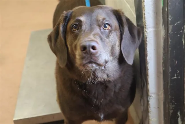 An adult medium-sized female Mixed Breed dog named Lilo for adoption in Columbia, SC