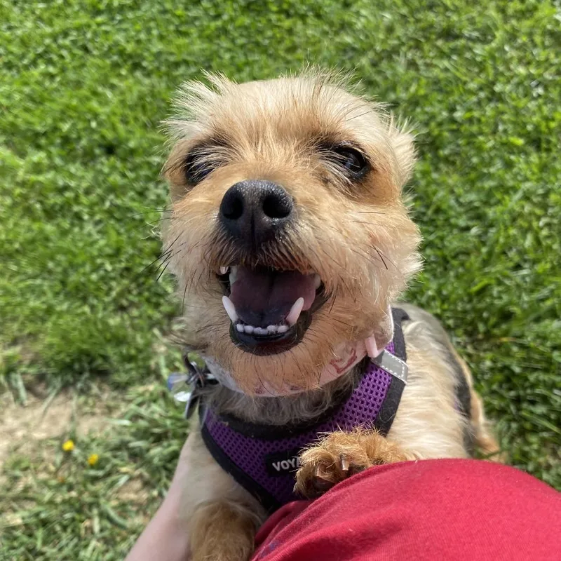 An adult small-sized female Brown / Chocolate Mixed Breed dog named Roxy for adoption in Fletcher, NC