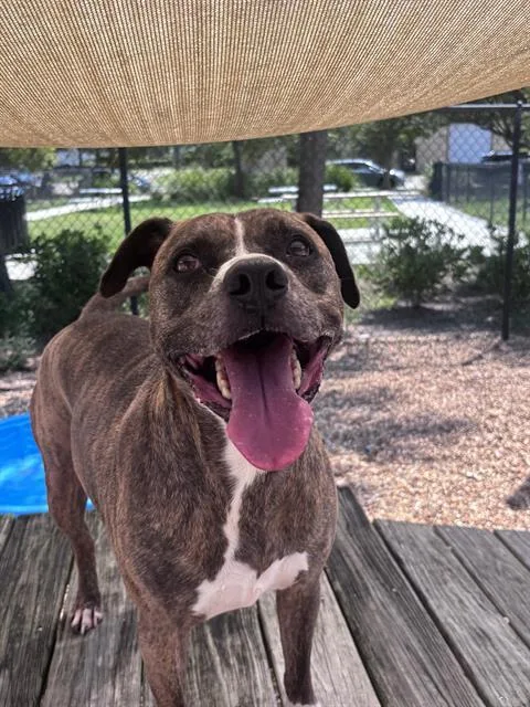 An adult large-sized male Mixed Breed dog named Ajax for adoption in Jacksonville, FL
