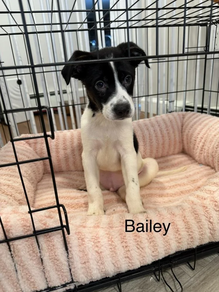 A baby medium-sized male Mountain Cur dog named Bailey for adoption in Willingboro, NJ