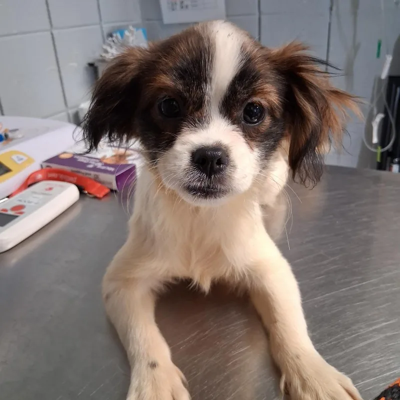 A baby small-sized female White / Cream Mixed Breed dog named Vampire for adoption in West Olive, MI
