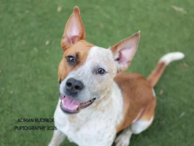 An adult medium-sized male Yellow / Tan / Blond / Fawn Mixed Breed dog named Scribble for adoption in Nashville, TN