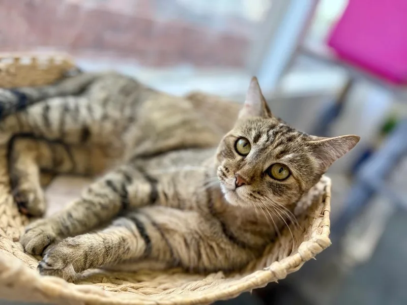 An adult small-sized female Domestic Short Hair cat named Propi for adoption in Thousand Oaks, CA