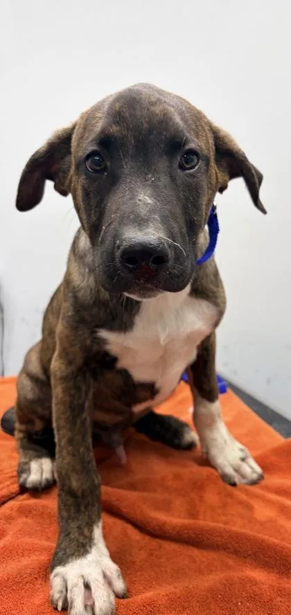 A baby medium-sized male Mixed Breed dog named Danish FKA Dog for adoption in West Chester, PA