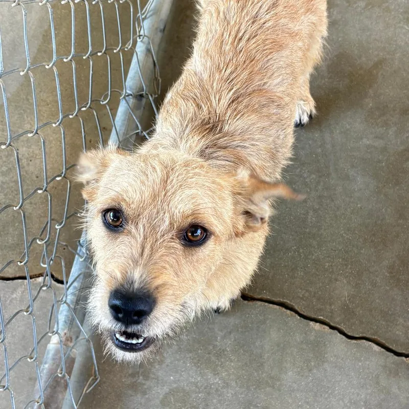 A young small-sized male Apricot / Beige Terrier dog named Vinny for adoption in Joshua Tree, CA