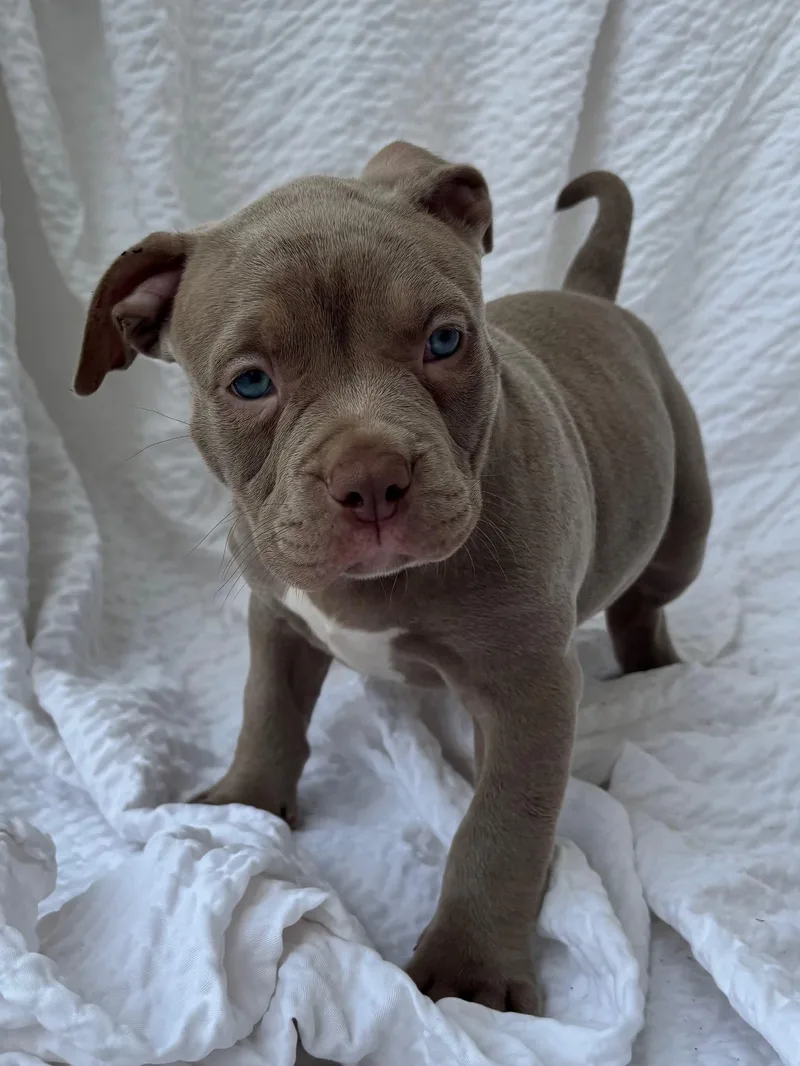 A young medium-sized female Brown / Chocolate American Staffordshire Terrier dog named Resie for adoption in Grafton, MA