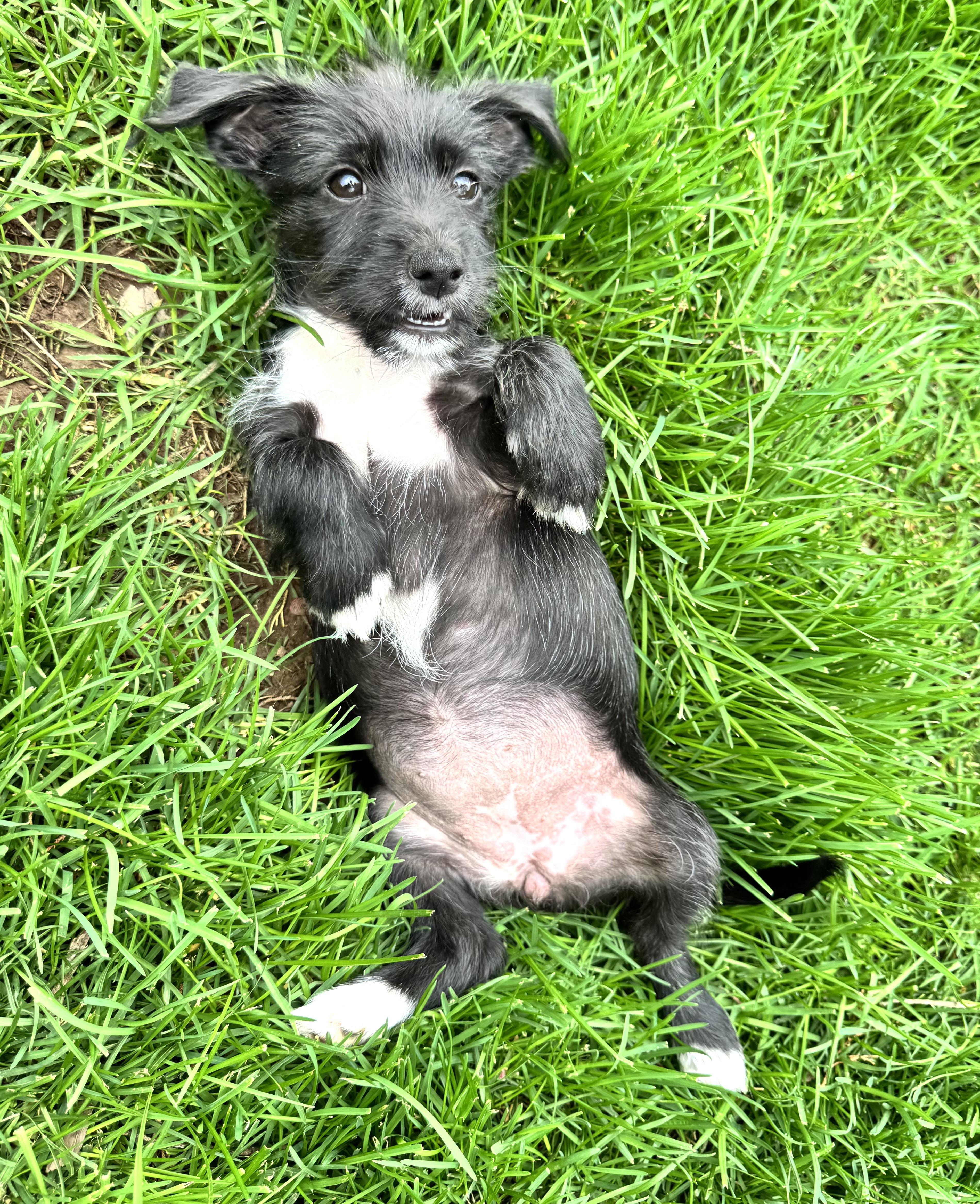 A baby small-sized female Miniature Schnauzer dog named Misty for adoption in Gainesville, VA