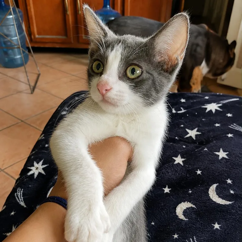 A baby small-sized female Domestic Short Hair cat named Skyler for adoption in Tucson, AZ