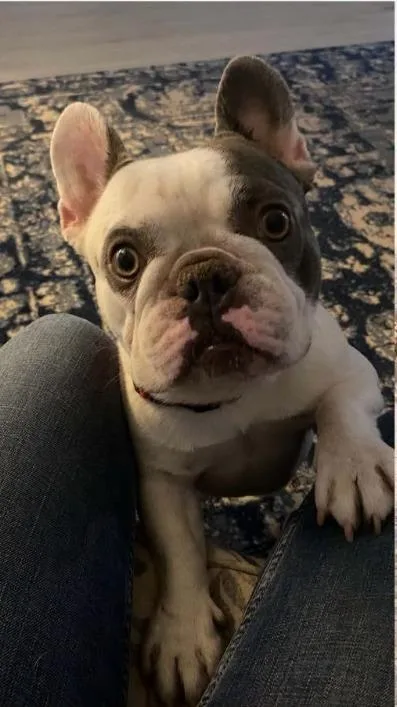 Maurice