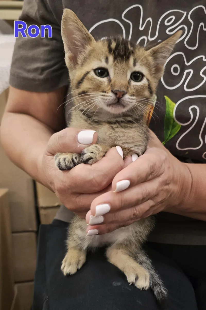 A baby medium-sized male Domestic Short Hair cat named Ron Weasley for adoption in Woodland, CA