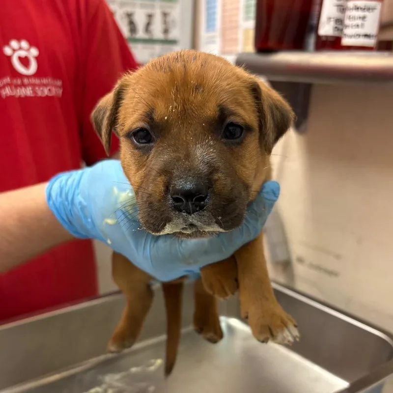 A baby small-sized female Yellow / Tan / Blond / Fawn Terrier dog named Tessa for adoption in Birmingham, AL