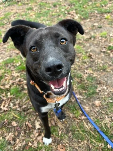 A young medium-sized female Tricolor (Brown, Black, & White) Labrador Retriever dog named Samantha for adoption in Brewster , NY