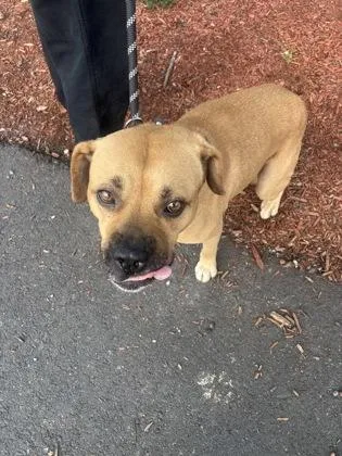 An adult medium-sized male Mixed Breed dog named Trust for adoption in West Chester, PA