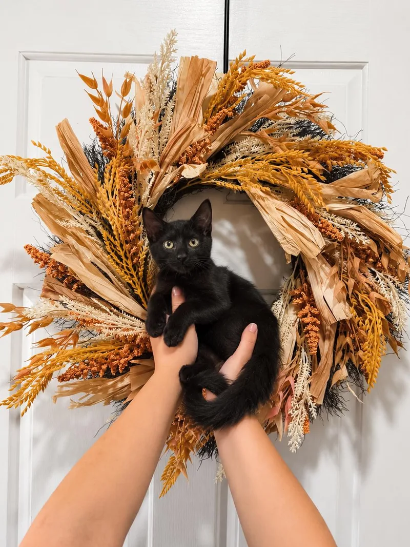 A baby small-sized female Black Domestic Short Hair cat named Willow . for adoption in Goodyear, AZ