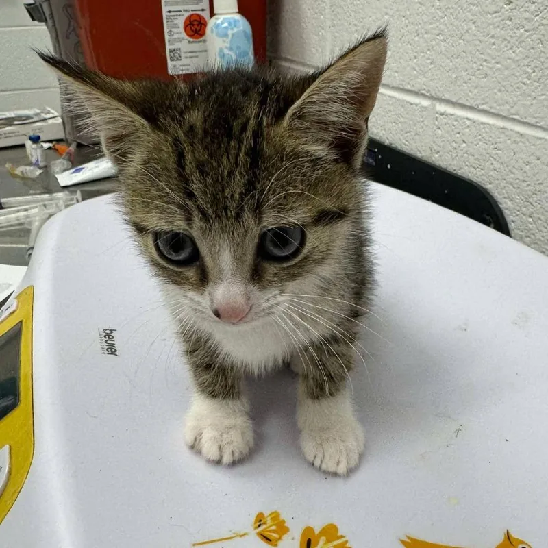 Kit