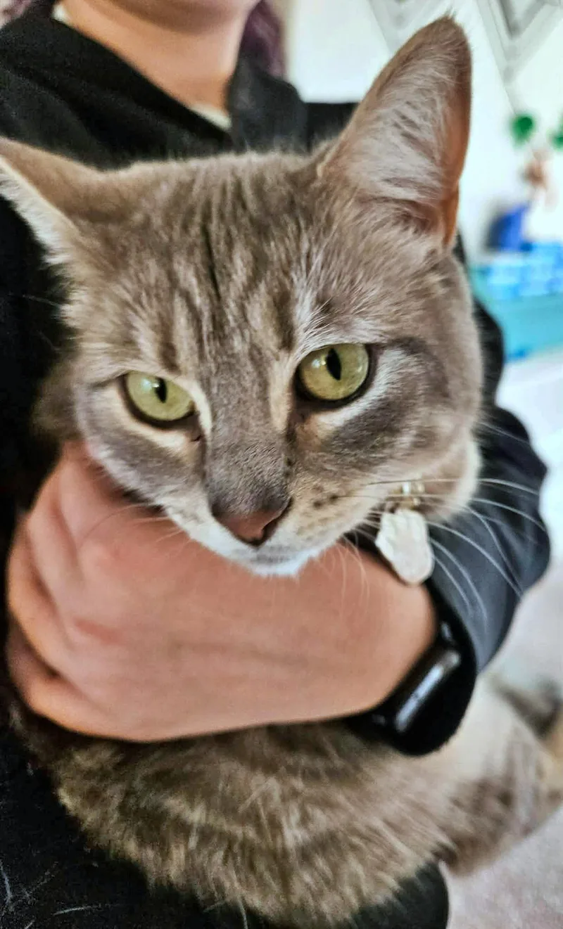 An adult medium-sized female Tabby cat named CHI Offered for adoption in Hillsboro, OR