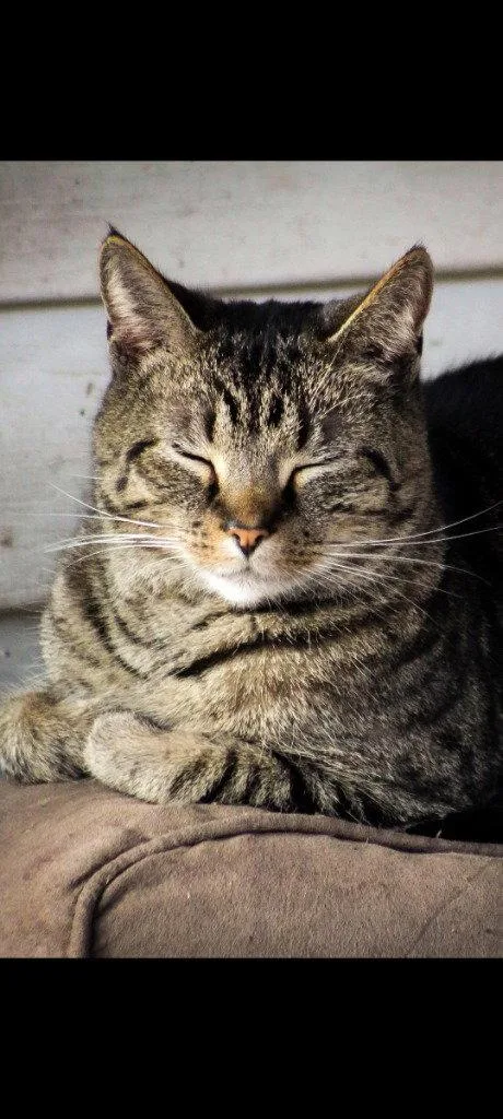 An adult medium-sized male Domestic Short Hair cat named Baby joker for adoption in Cromwell, KY