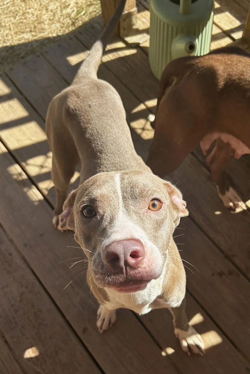 An adult large-sized female Pit Bull Terrier dog named Clairee for adoption in Wetumpka, AL
