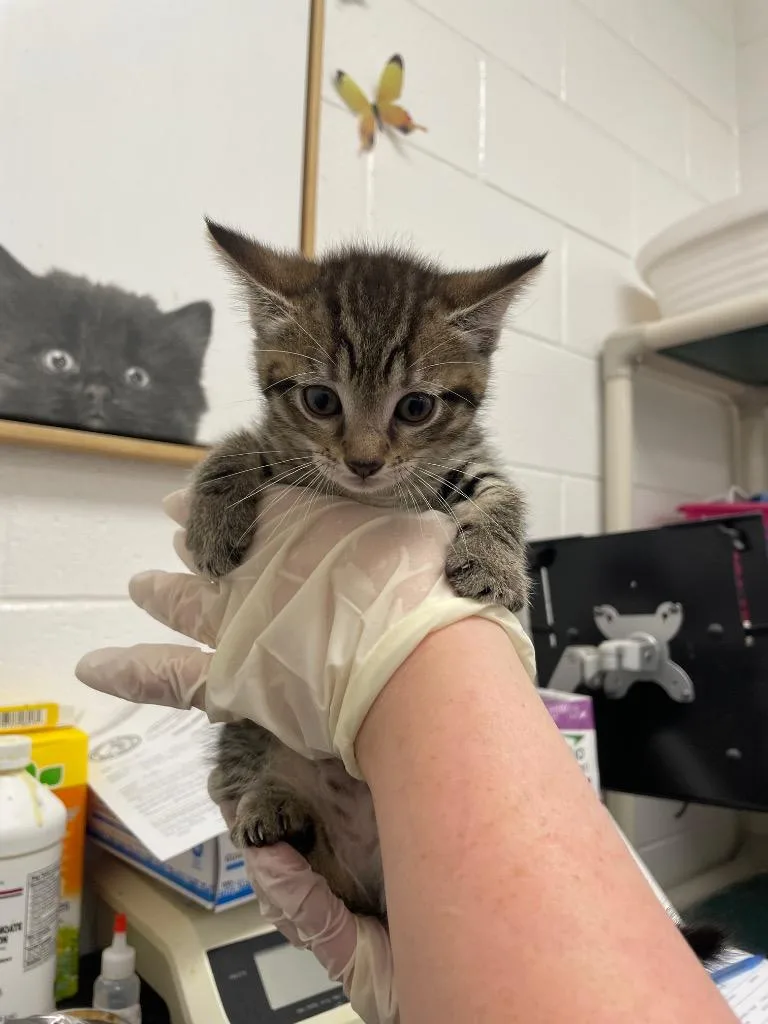 A baby small-sized female Domestic Short Hair cat named Skittles for adoption in Oxford, NC