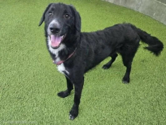 A young medium-sized male Labrador Retriever dog named Cheers for adoption in Van Nuys, CA