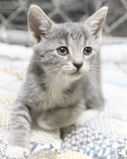 A baby medium-sized female Domestic Short Hair cat named Abby for adoption in Bedford, IN