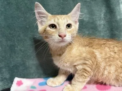 A baby small-sized male Domestic Short Hair cat named Woody for adoption in Burlington, WI