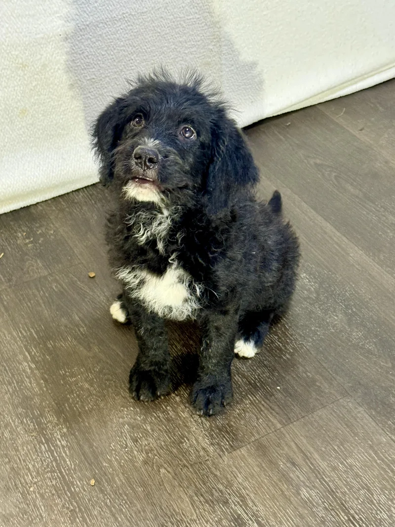 A baby medium-sized female Black Labradoodle dog named Rosalyn for adoption in Hartford, KY