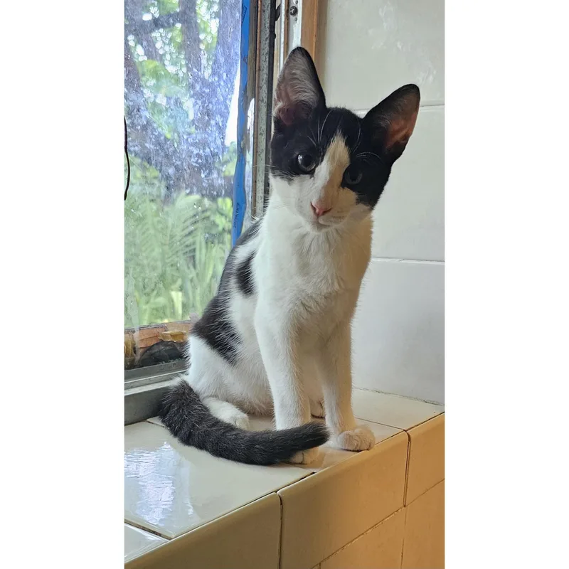 A baby medium-sized male Black & White / Tuxedo Domestic Short Hair cat named Pouncey for adoption in Miami, FL