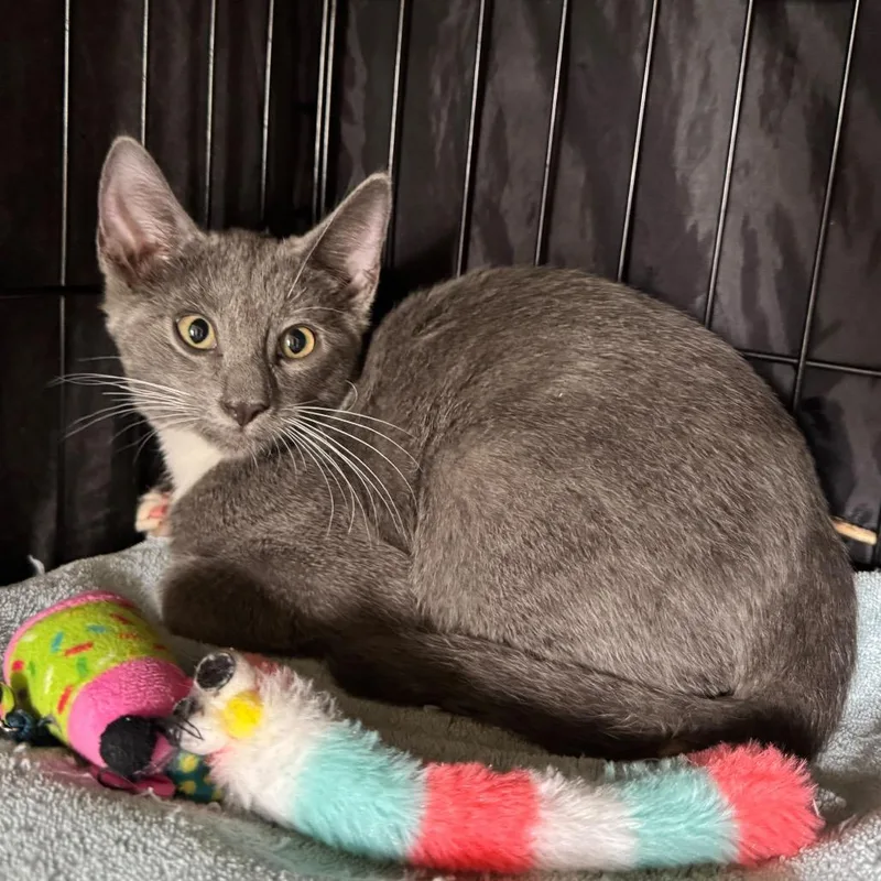 A baby small-sized male Gray / Blue / Silver Domestic Short Hair cat named Foxtrot for adoption in Fredericksburg, TX