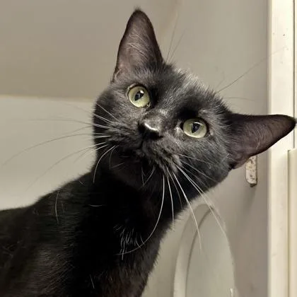 A young medium-sized female Black Domestic Short Hair cat named Lily for adoption in Kansas City, MO