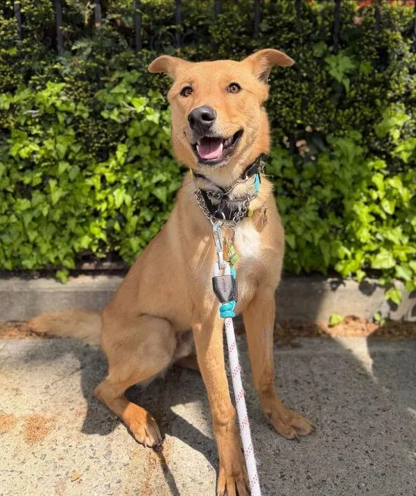 A baby medium-sized male Brown / Chocolate Jindo dog named Hasol for adoption in Long Island City, NY