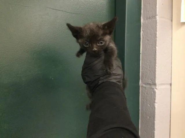 A baby small-sized female Domestic Short Hair cat named Laalaa for adoption in Thousand Palms, CA