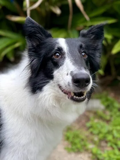 An adult large-sized female Mixed Breed dog named Fassie for adoption in New Orleans, LA