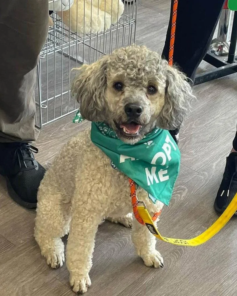 A young medium-sized male Standard Poodle dog named Koda for adoption in Rochester, NY