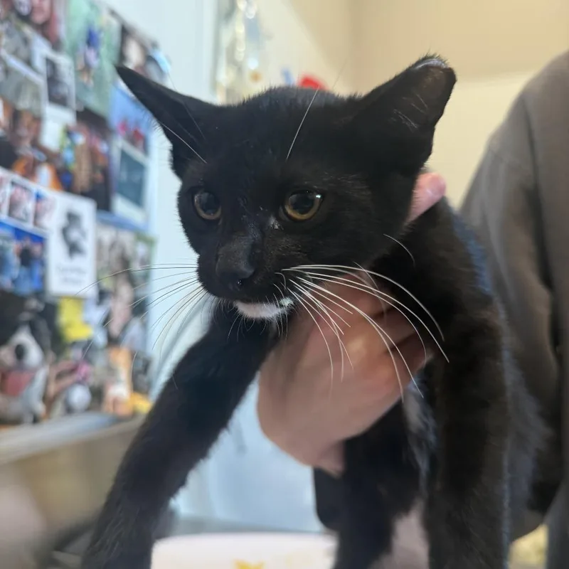 A baby small-sized male Black Domestic Short Hair cat named Oat for adoption in Louisville, KY