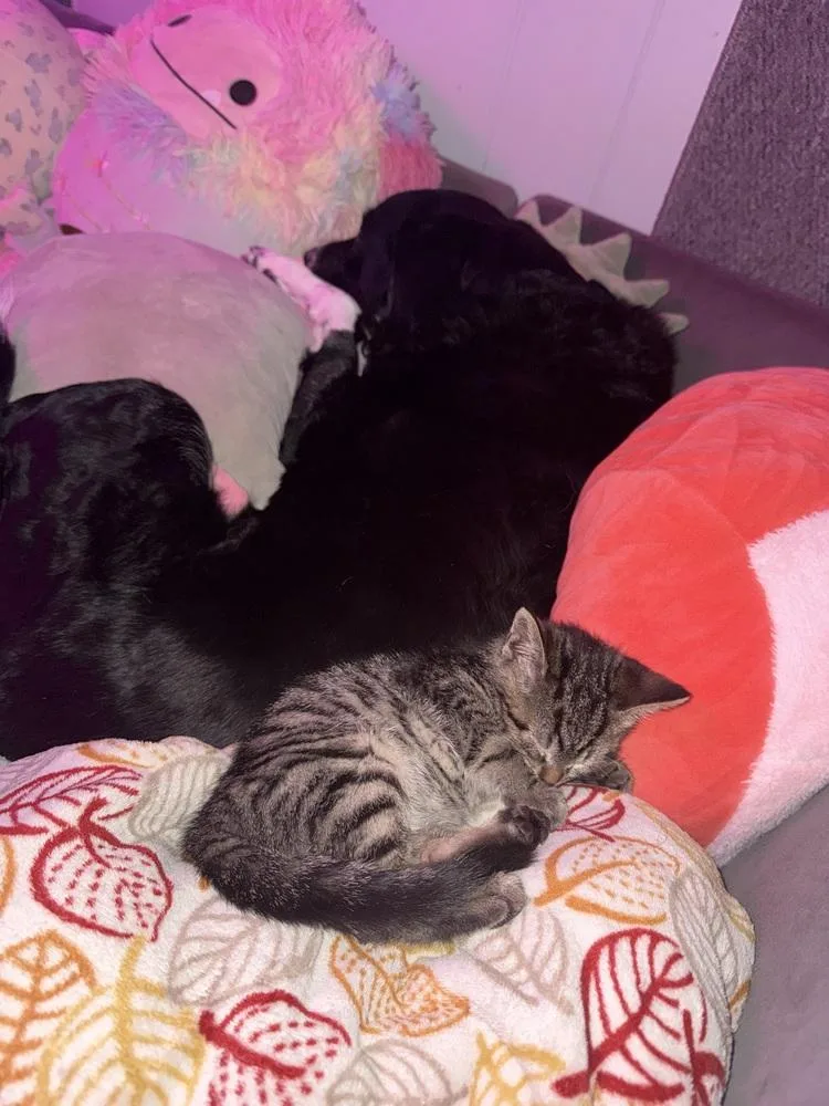 A baby medium-sized male Domestic Short Hair cat named Professor Plum for adoption in Bellingham, WA