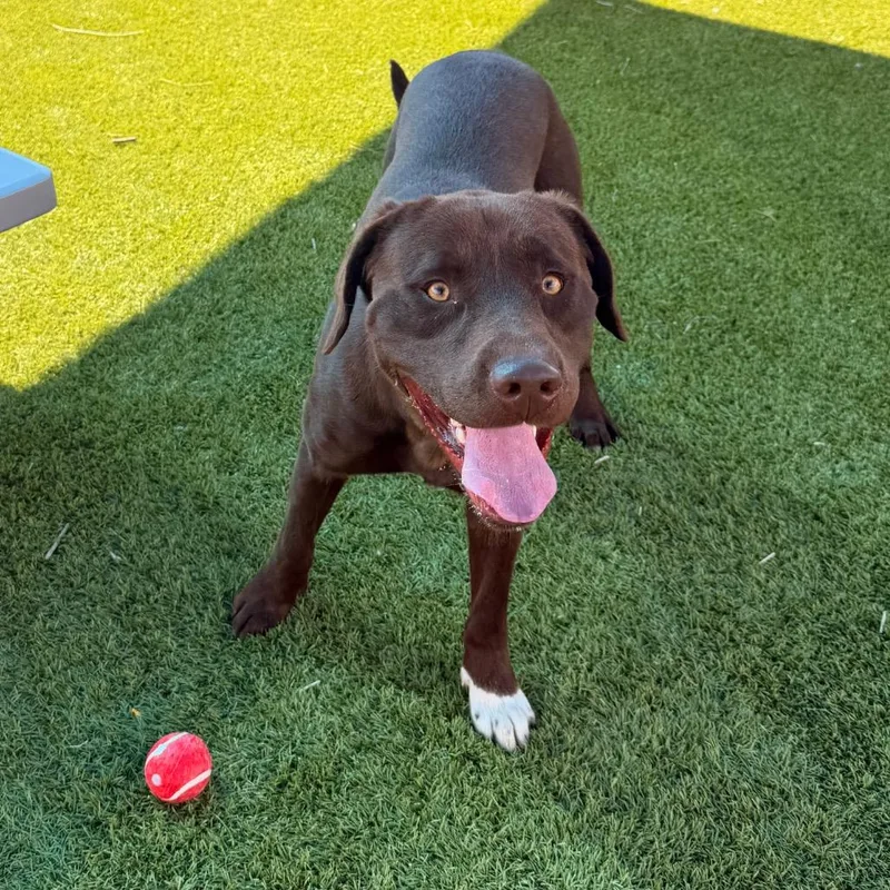 A young large-sized male Brown / Chocolate Chocolate Labrador Retriever dog named Cody for adoption in Idaho Falls, ID