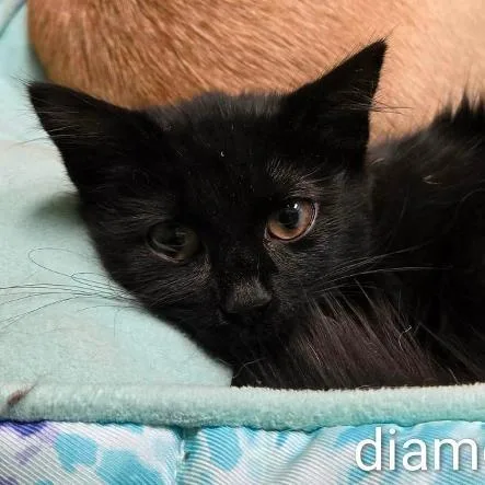 Diamond