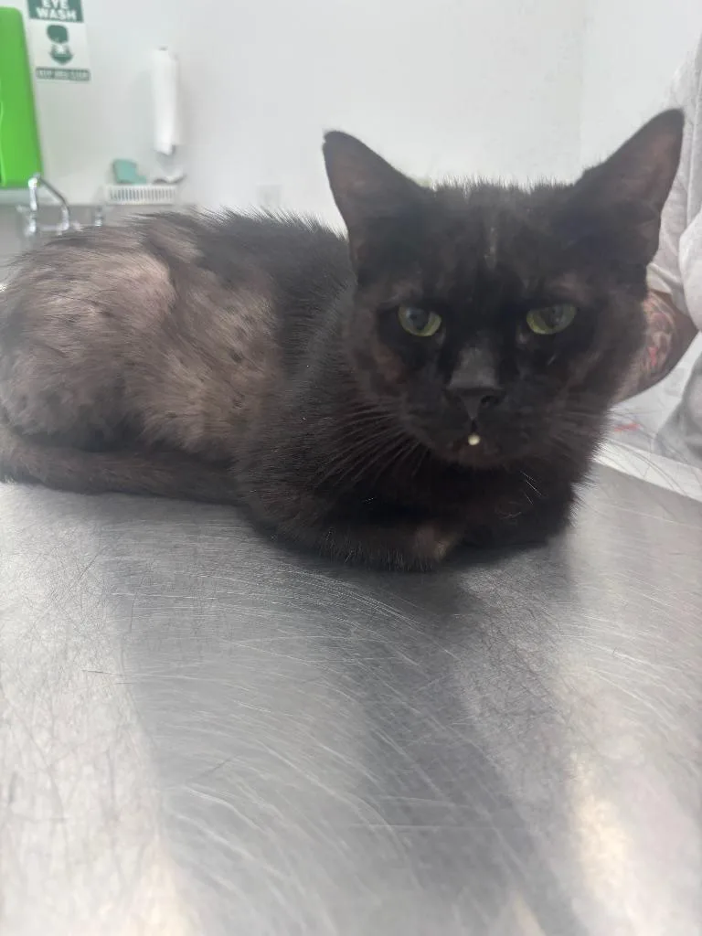 An adult large-sized female Domestic Short Hair cat named Dottie for adoption in Cambridge, MD