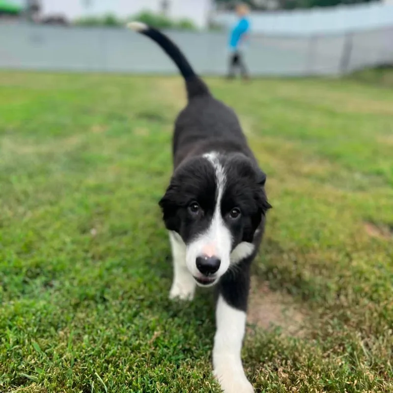 A baby small-sized female Black Great Pyrenees dog named June for adoption in St. Charles, IL