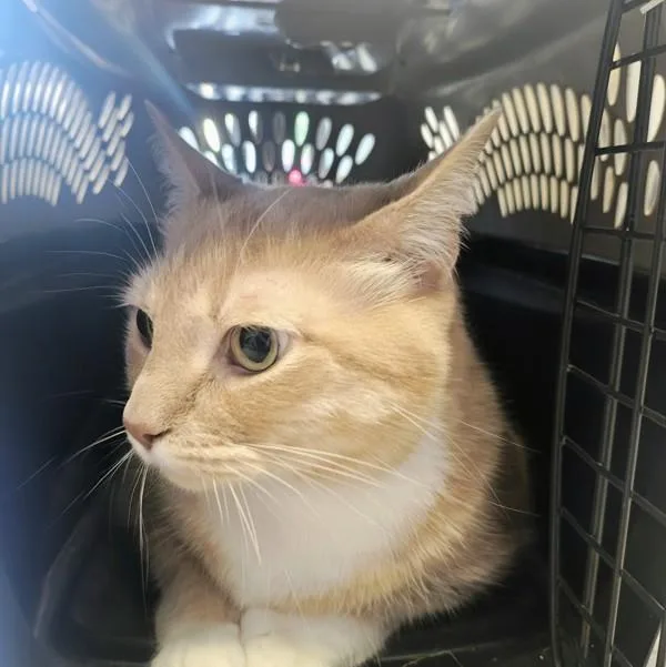 An adult small-sized male Domestic Long Hair cat named Beans for adoption in Des Moines, IA